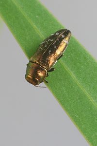 Diphucrania chalcophora, PL0416B, female, on Acacia retinodes, SL, 5.1 × 1.9 mm